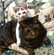 やん