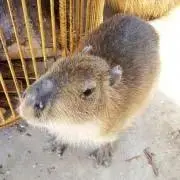 yunaの画像