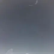 tanukiの画像