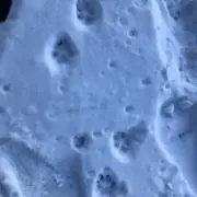 犬の画像