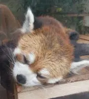 くーちゃん