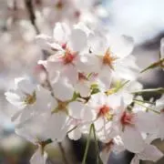 かりんとう