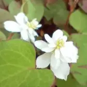 amiの画像