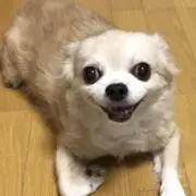 エメラダ【まとめ買い大歓迎】の画像