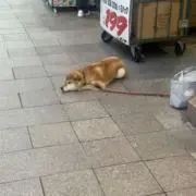 山ちゃんの画像
