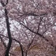 断捨離中☆の画像
