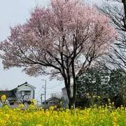 それいゆ