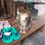 ね。