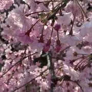 バービーの画像