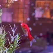さつきの画像