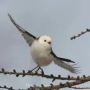 Eleの画像