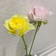 eriの画像
