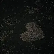 すぅの画像