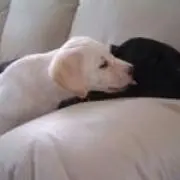 めぐちゃん
