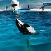 びの画像