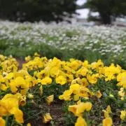 hmaの画像