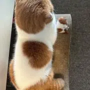 정の画像