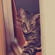 クマコの画像