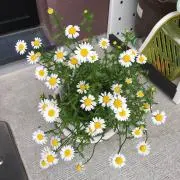 さく