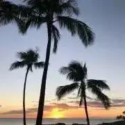 またたび