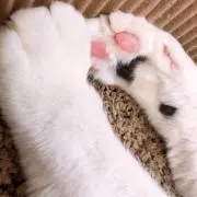 まりんこの画像