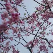 miya