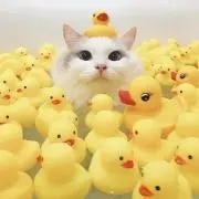 のすけ(プロフみてね)の画像