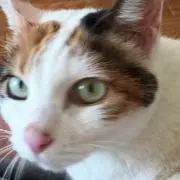 ぶらっけ