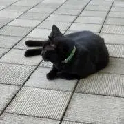 ネコネコの画像