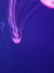 doraの画像