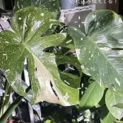 たきグリーンの画像