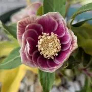 ぴぴこ❁本日ご購入で→花種全員にプレ中！の画像