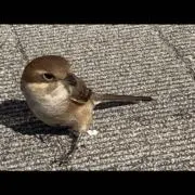 nkmu プロフをお読みくださいの画像
