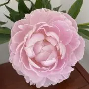 cocoの画像