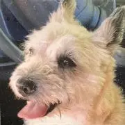 ラビ