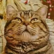 ミモザの画像