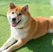 ARA