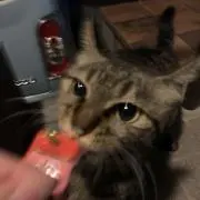 ねこ