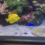Starの画像