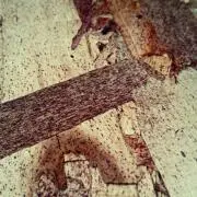 ライアン