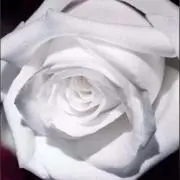 RIKO.RINO