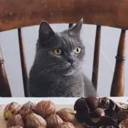 meowの画像