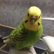 taemiita