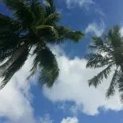 アリーの画像