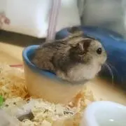 のん