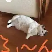 ともの画像