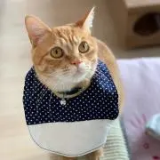 とらとらの画像
