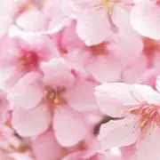 桜の画像