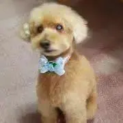 るーみんの画像