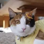 ボギー